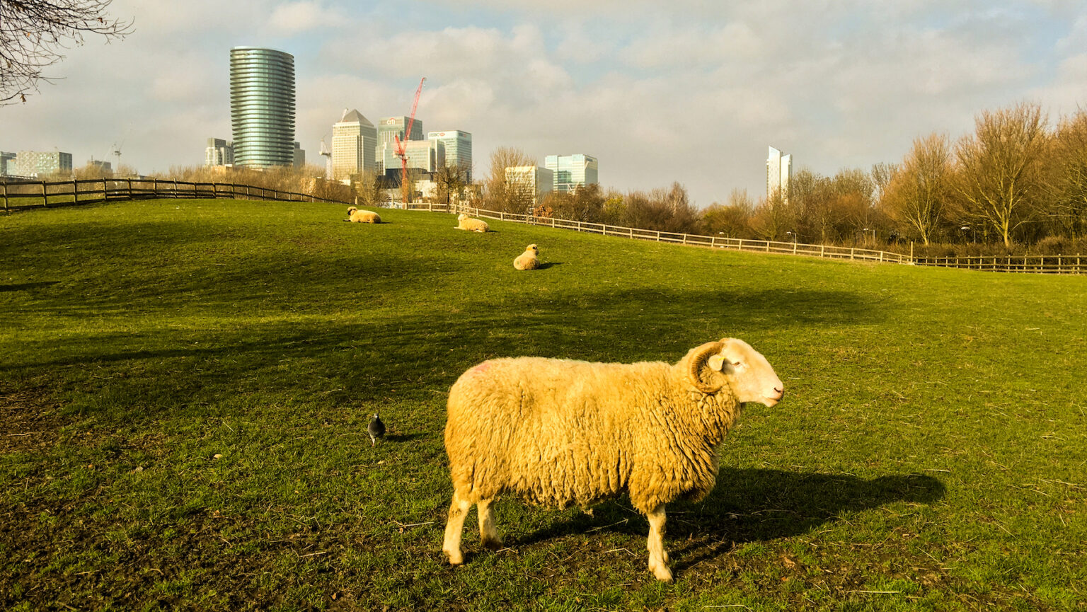 Mudchute Park and Farm: Sheep in London