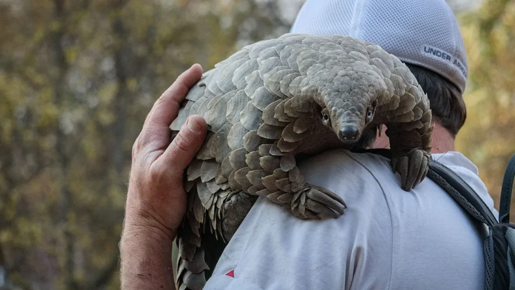 Kulu the pangolin resting on the shoulder of conservationist Gareth Thomas during rehabilitation in South Africa – Netflix documentary Pangolin: Kulu's Journey directed by Pippa Ehrlich