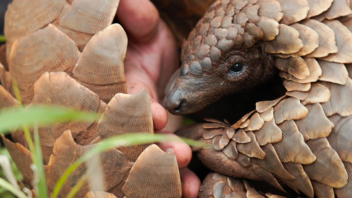 Pangolin: Kulu’s Journey – The Netflix Documentary That Will Make You Cry and Care