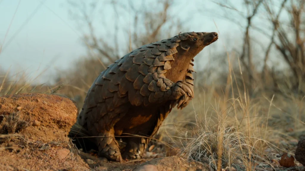 Kulu the pangolin standing upright in the South African bush at golden hour – Netflix documentary Pangolin: Kulu's Journey