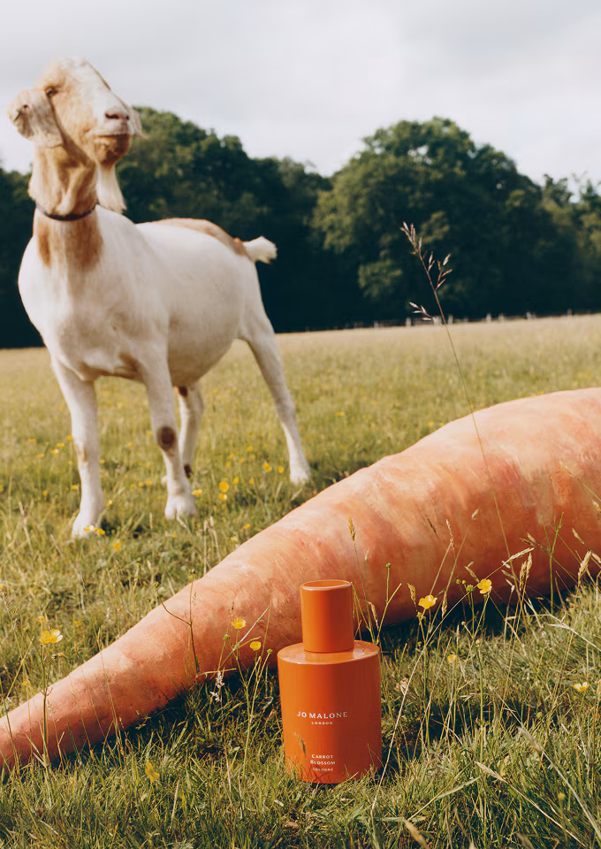 A bottle of the luxury Carrot Blossom cologne from the Jo Malone London limited edition collection.